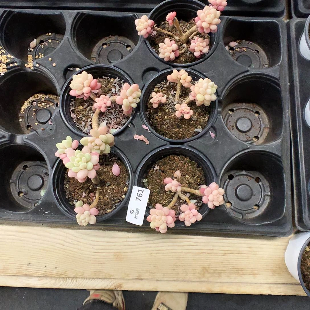 761落可可多肉植物666