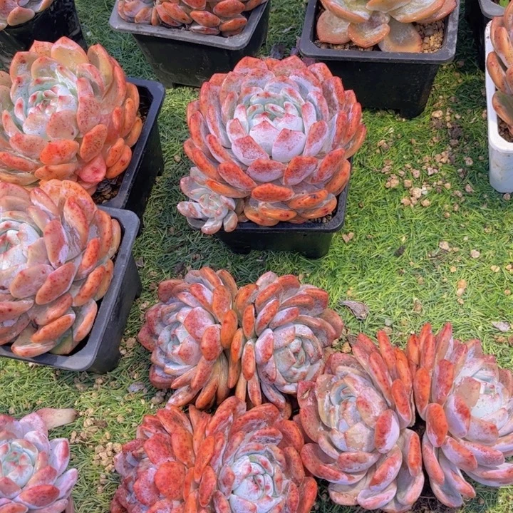 橙梦露双头萍水相逢