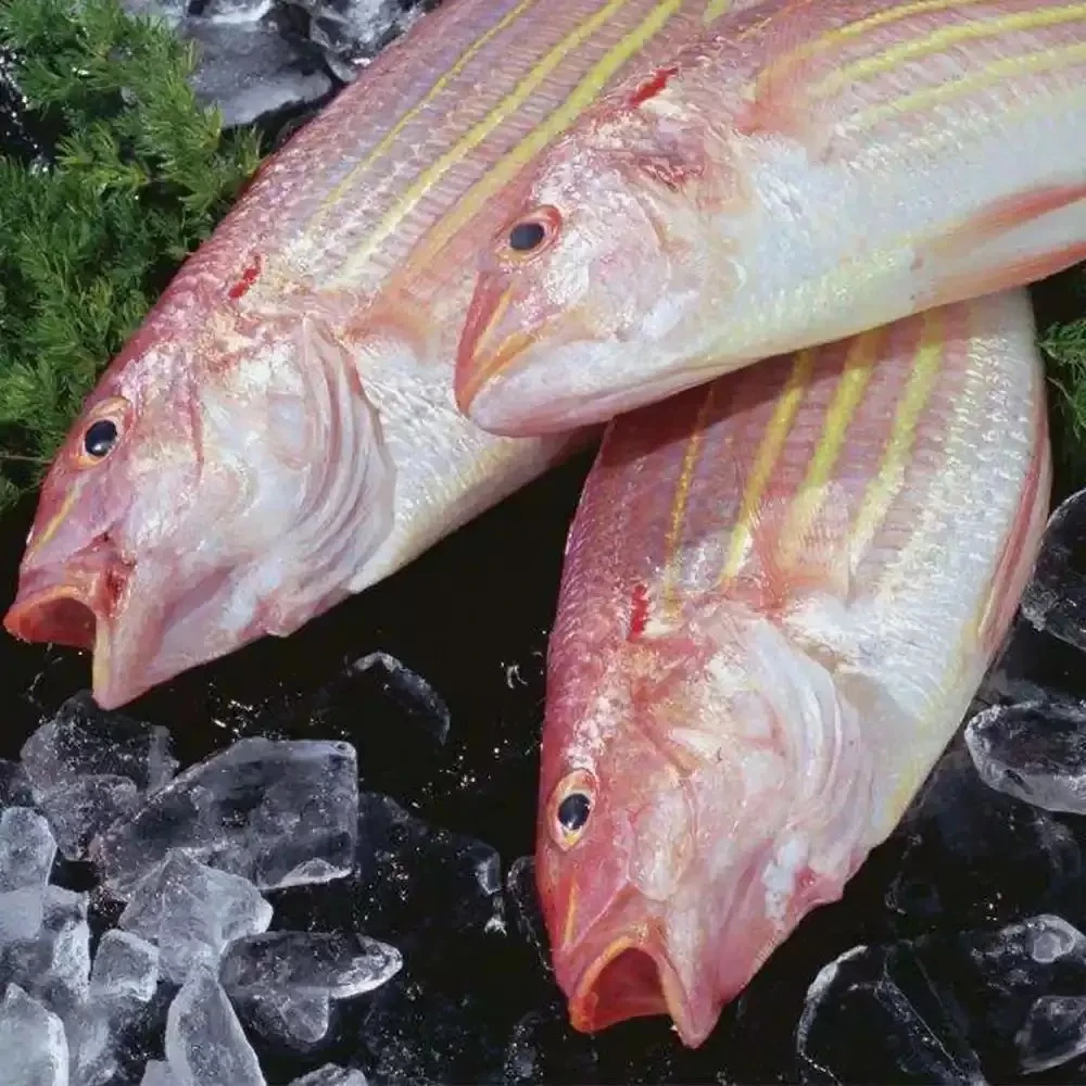 金线鱼灯光船中大号正宗金丝鱼刀鲤鱼海鲜（约4条/斤）原条