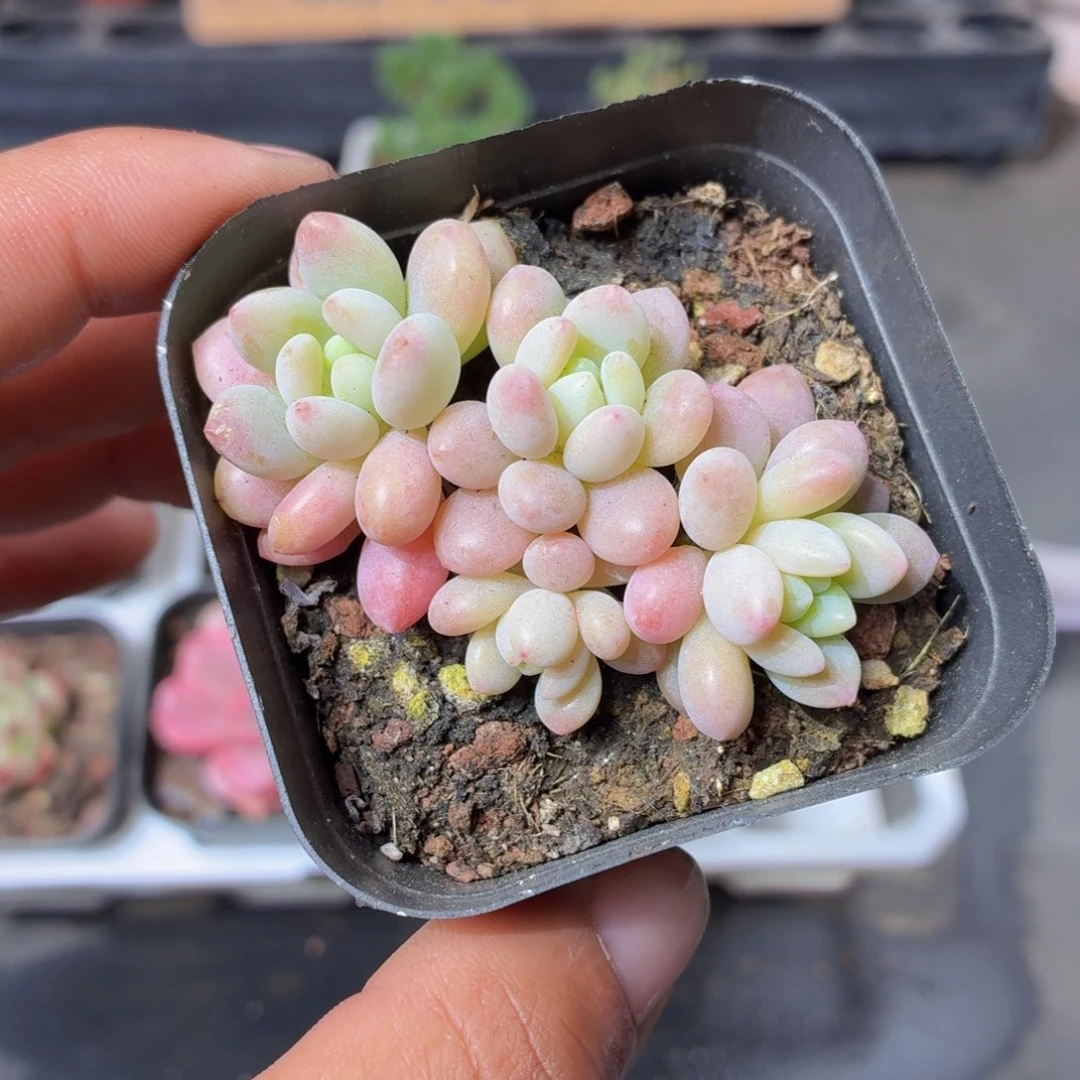 洛可可多肉9.9包邮发货