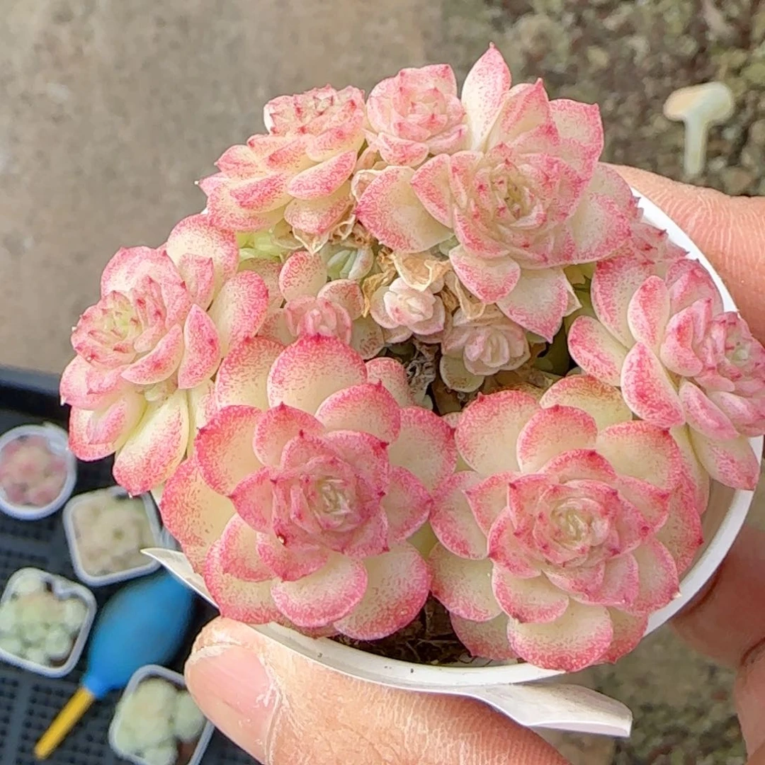 小****7【闪购商品】0217-23（ttp-7）