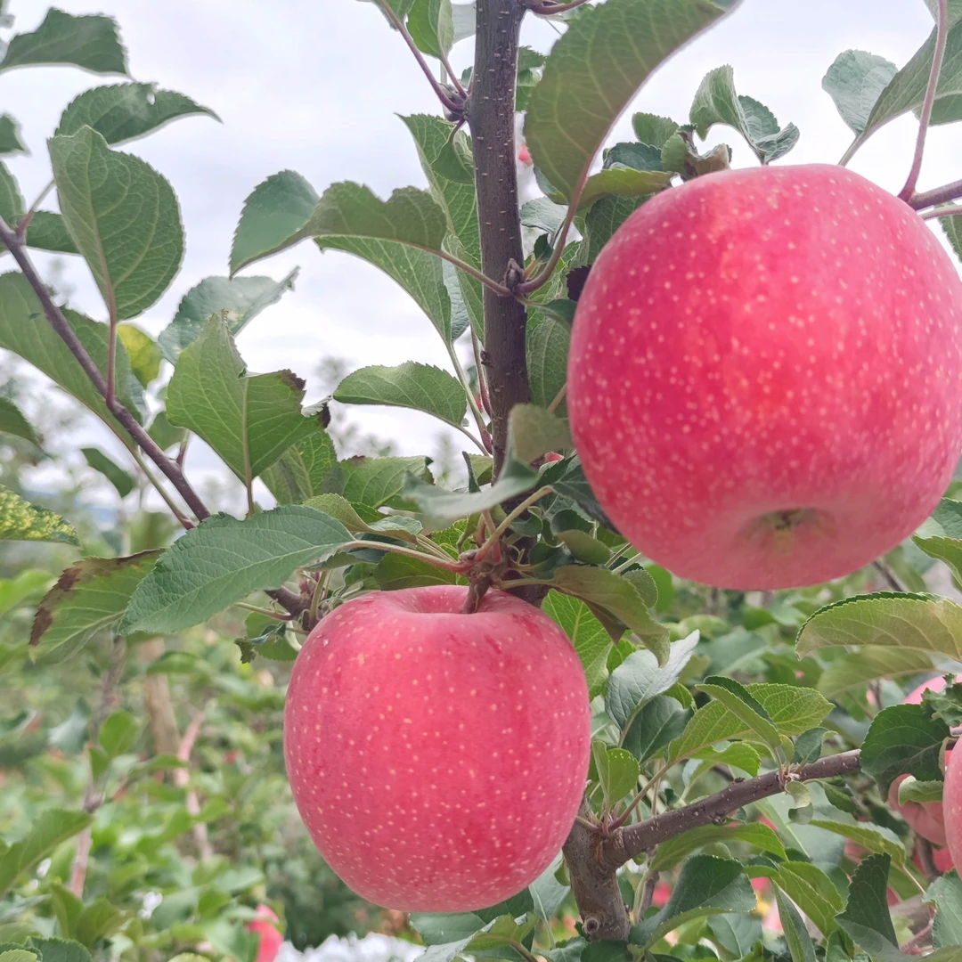 甘肃天水高山糖心红富士苹果新鲜脆甜多汁当季应季水果包邮