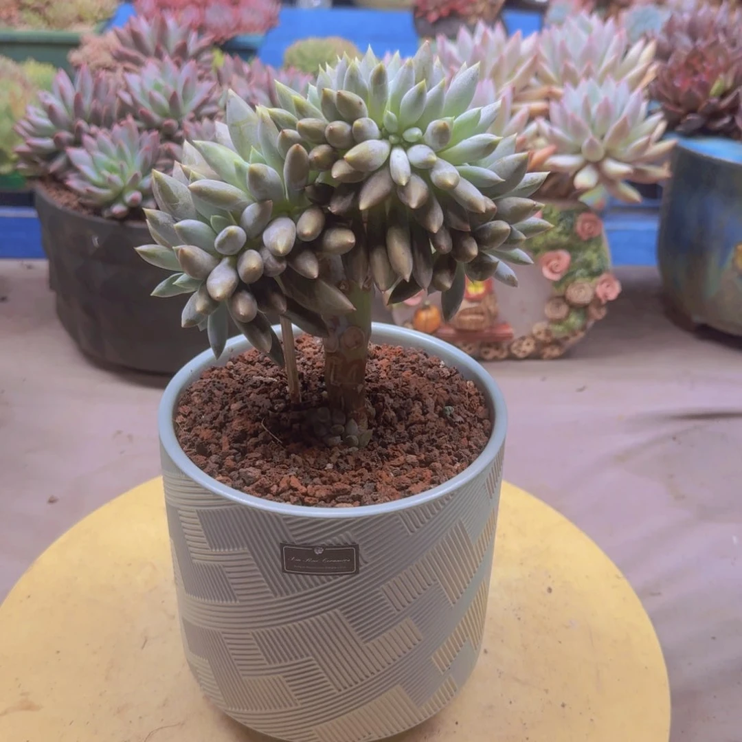 哥特萝莉缀化（实生）