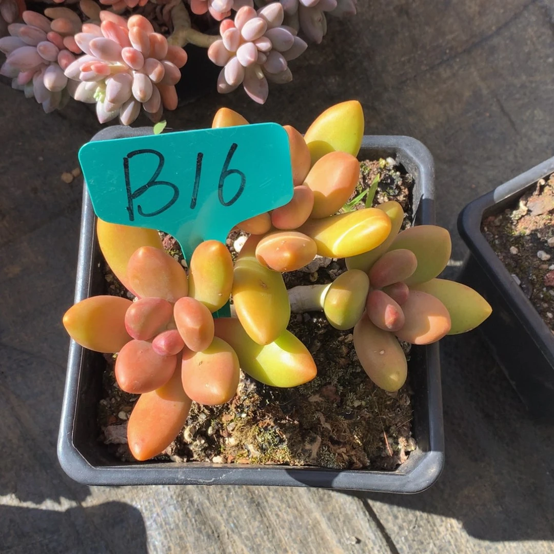 芒果奶27272727277228