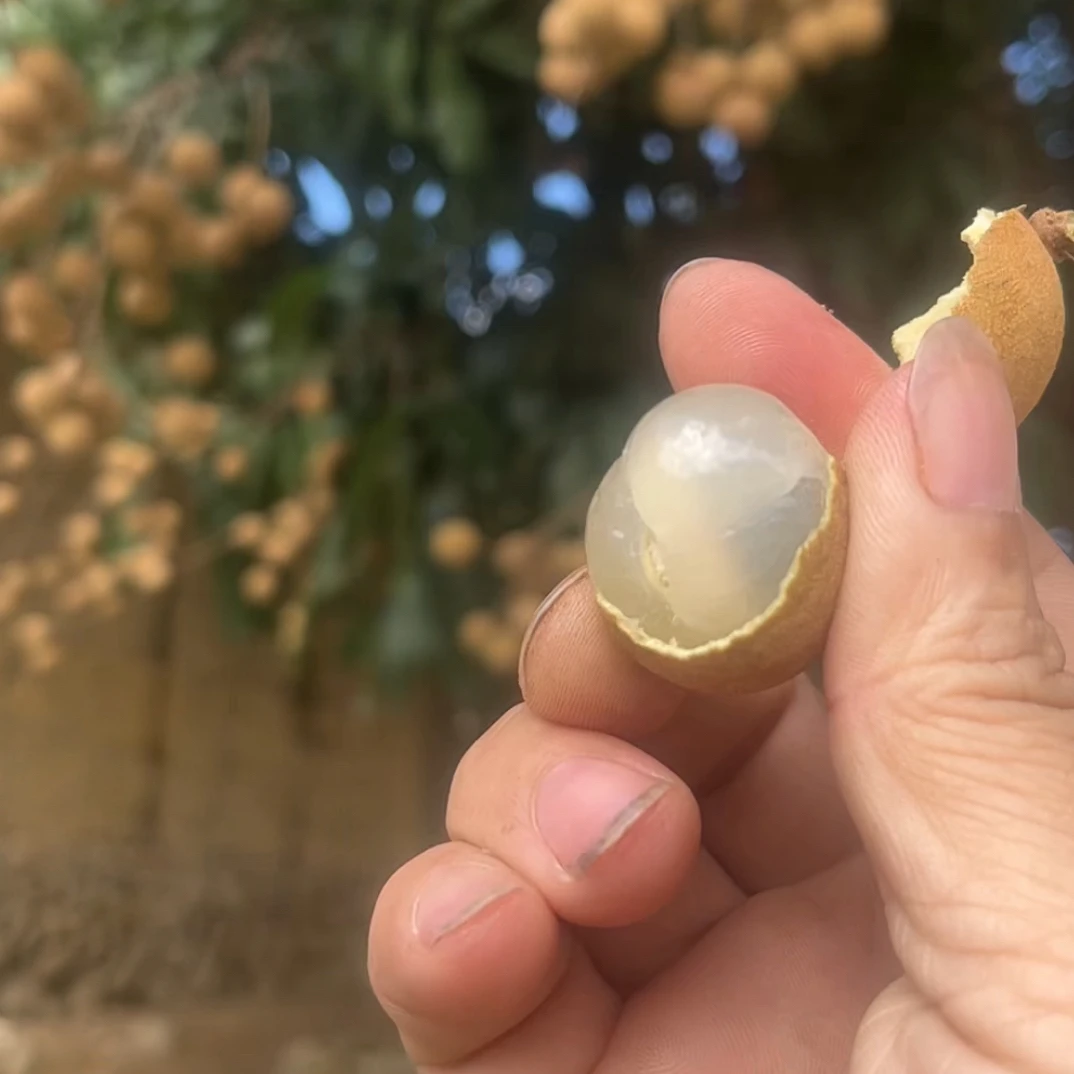 仙游新鲜龙眼当季水果（仙游本地话叫泉州古龙眼）清甜多汁肉厚饱满