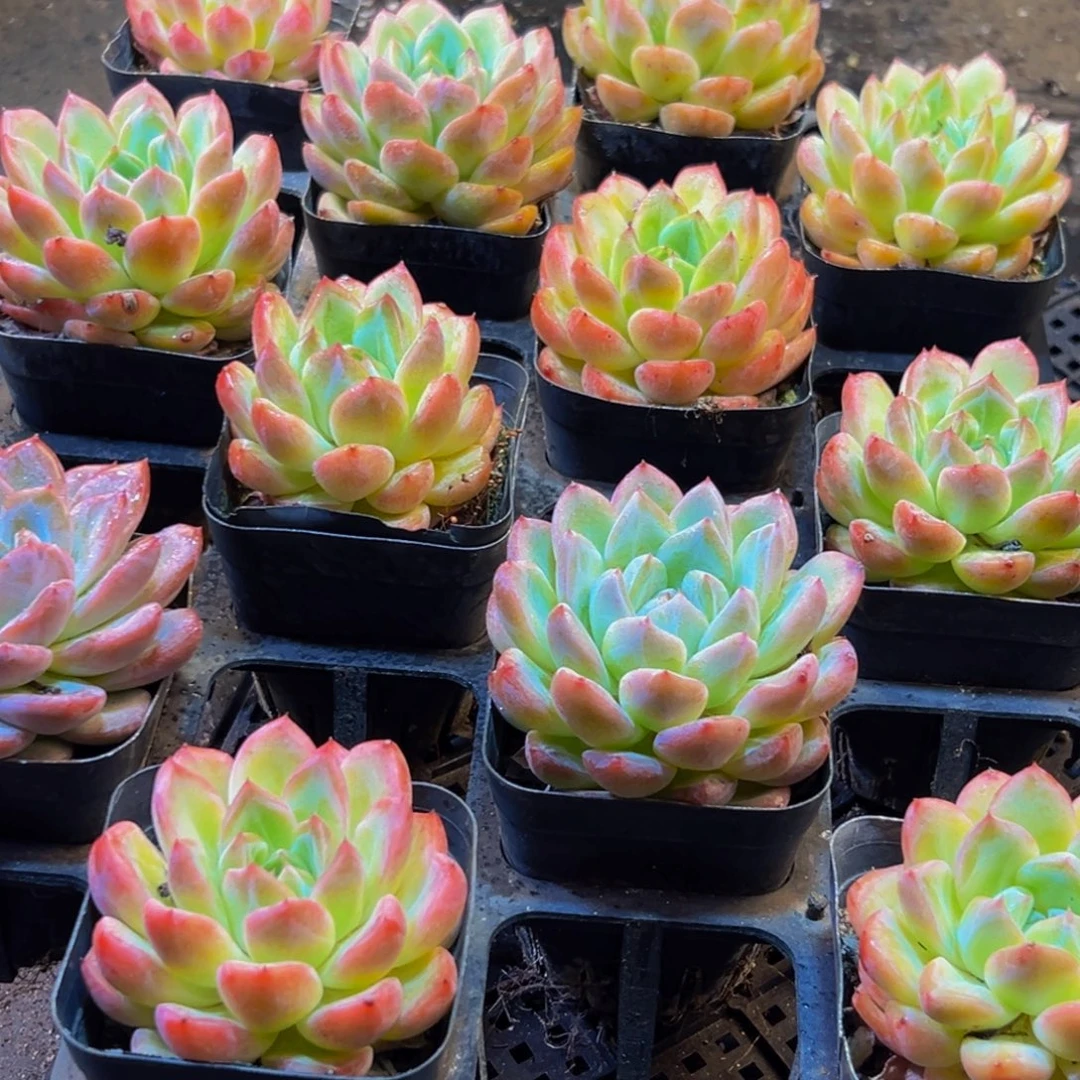 537的人了吧哈哈哈哈哈哈哈哈哈