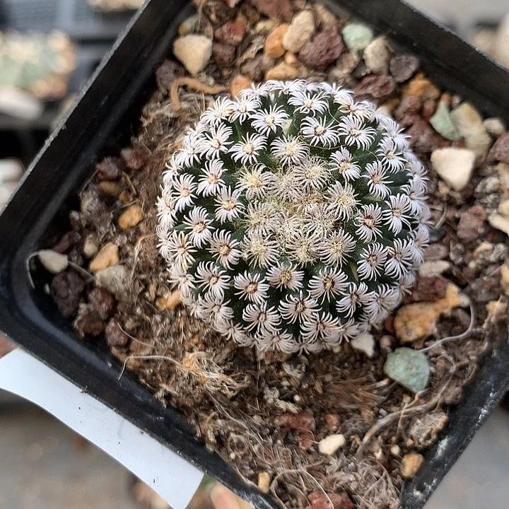 262 实生克氏丸3.5厘米