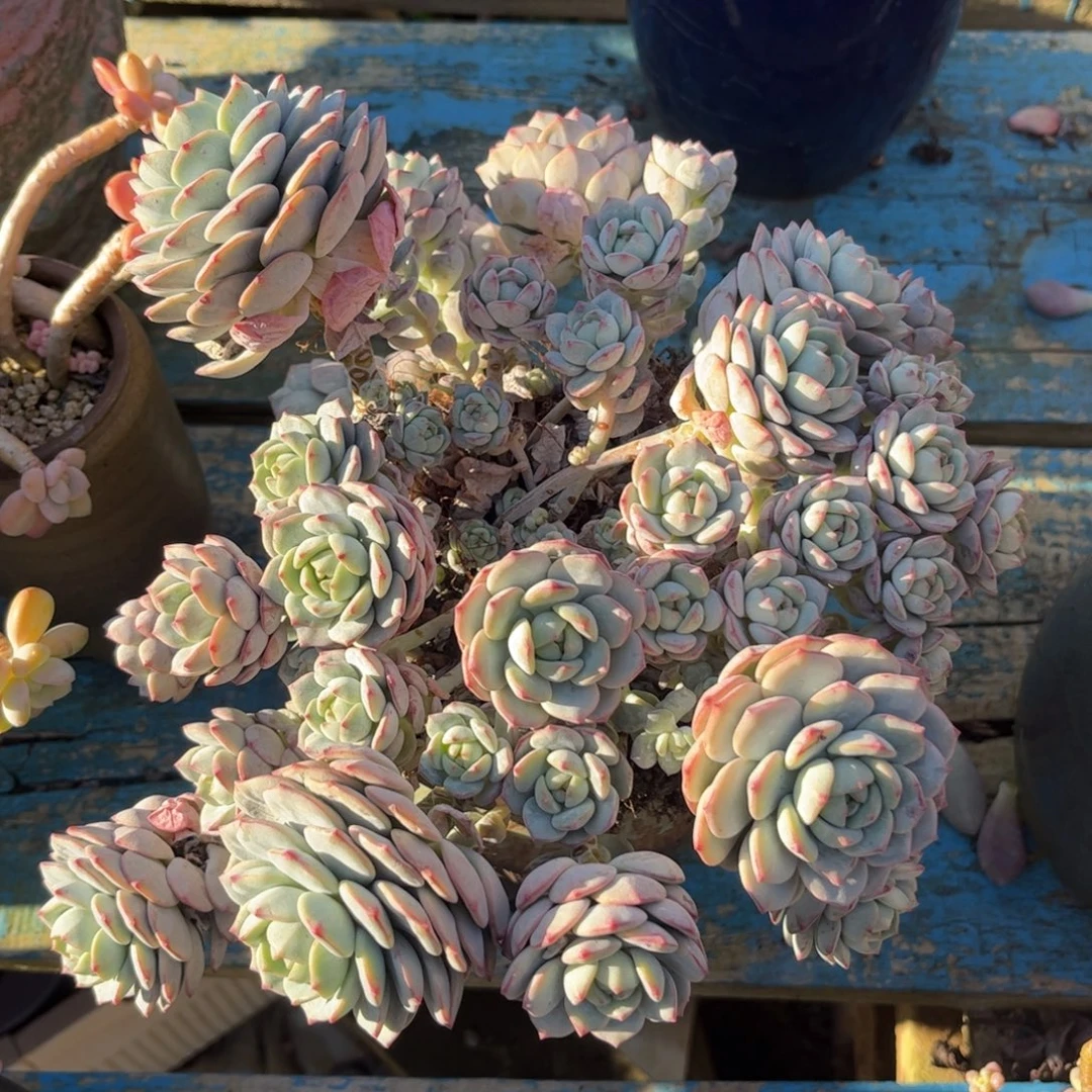 新疆西藏内蒙不发货，香草