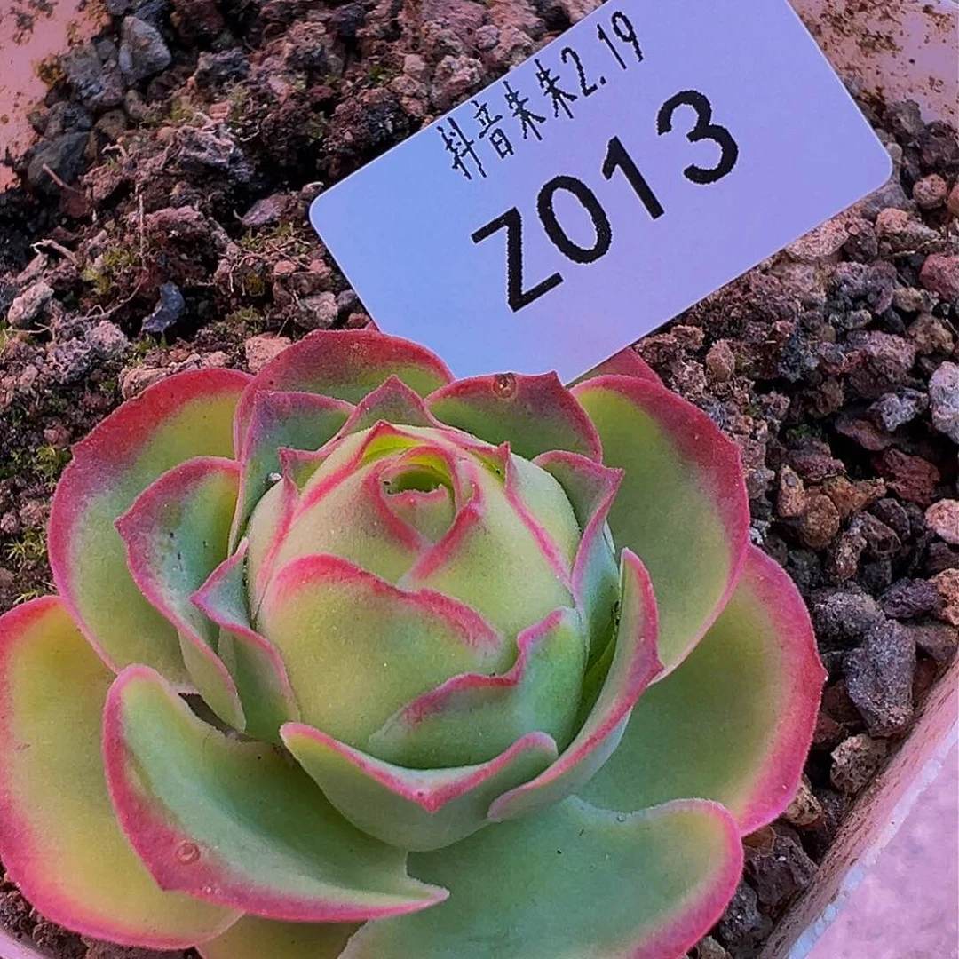 朱013 帕系不知名 多肉