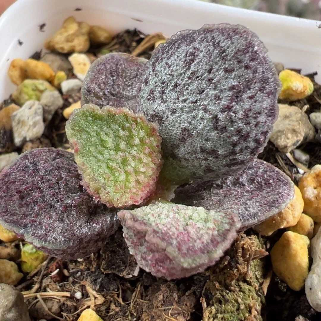 w紫色系花斑款实生新品