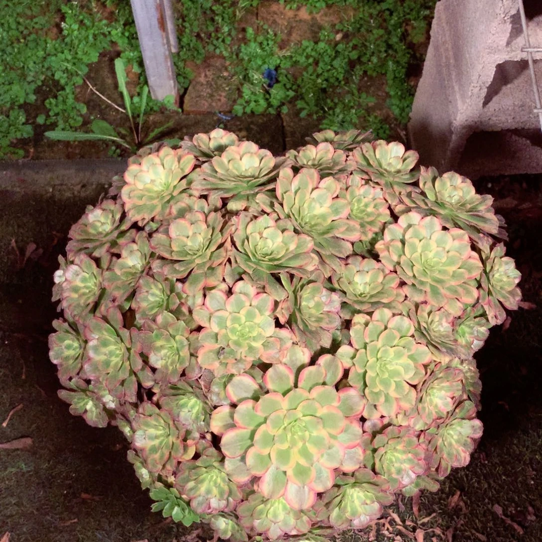 摘心粉黛，多肉植物