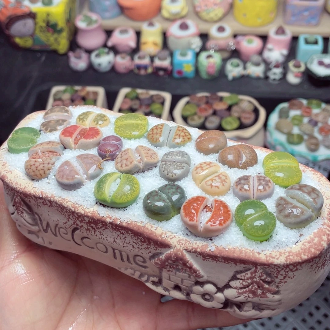 w8222 带盆土发货-零下地区拍保温箱