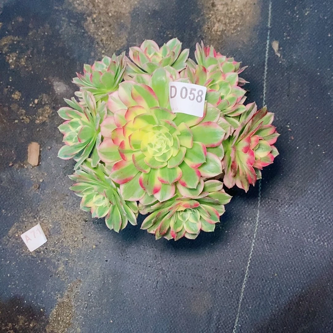 海仙058多肉1111111