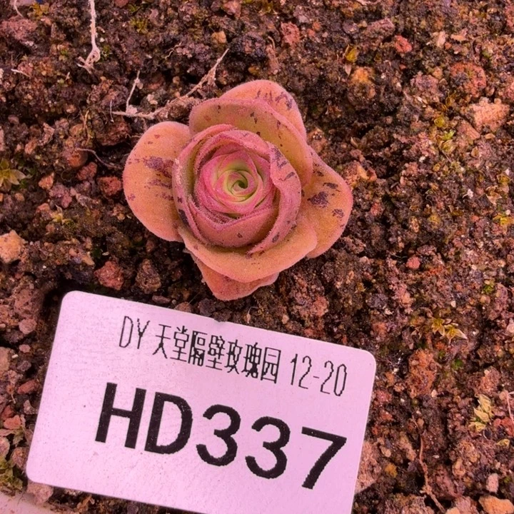 小***嘟糖糖337   4w纯爱x牡丹x晶钻等