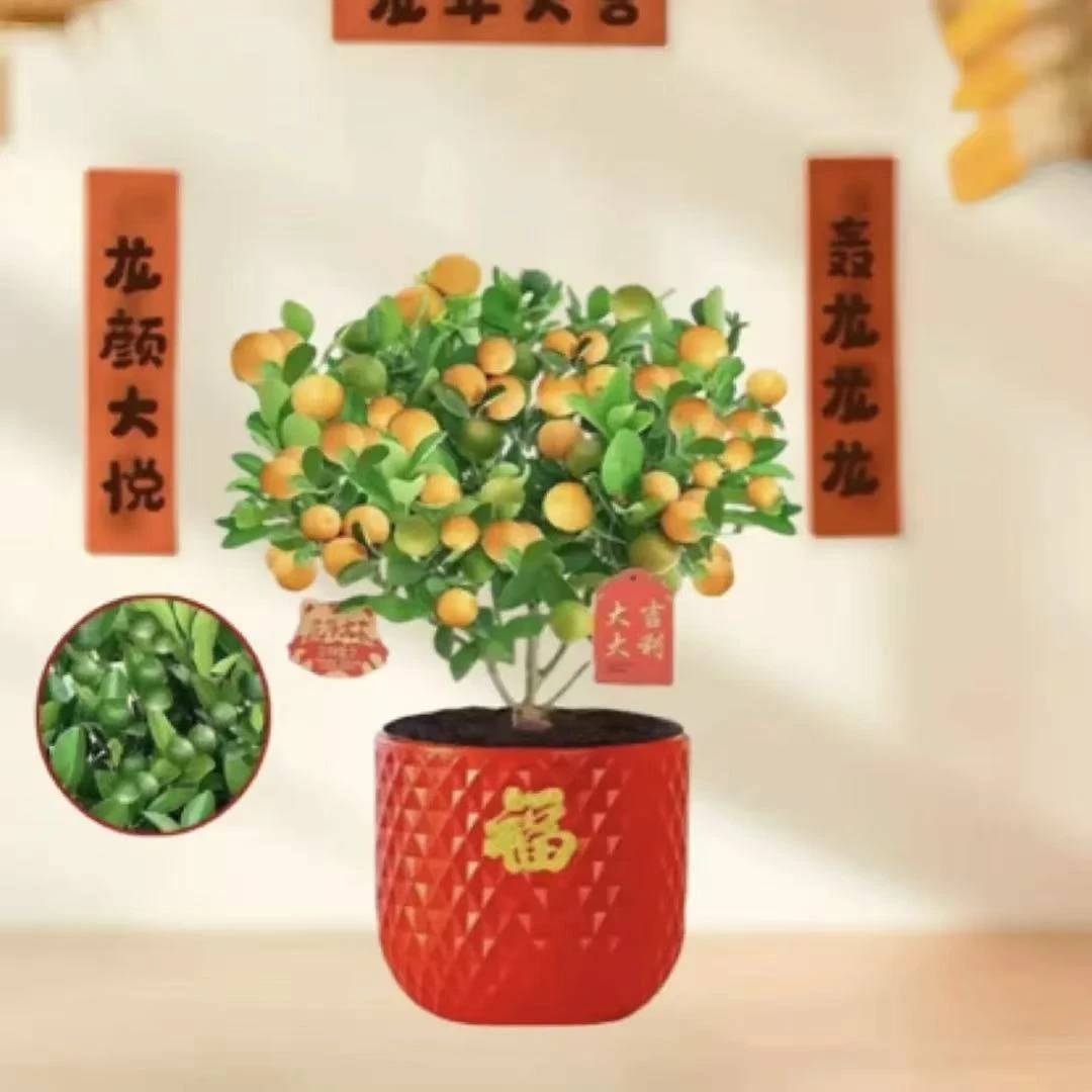 带青果发货四季金桔盆栽室内外好养观赏花卉绿植盆景
