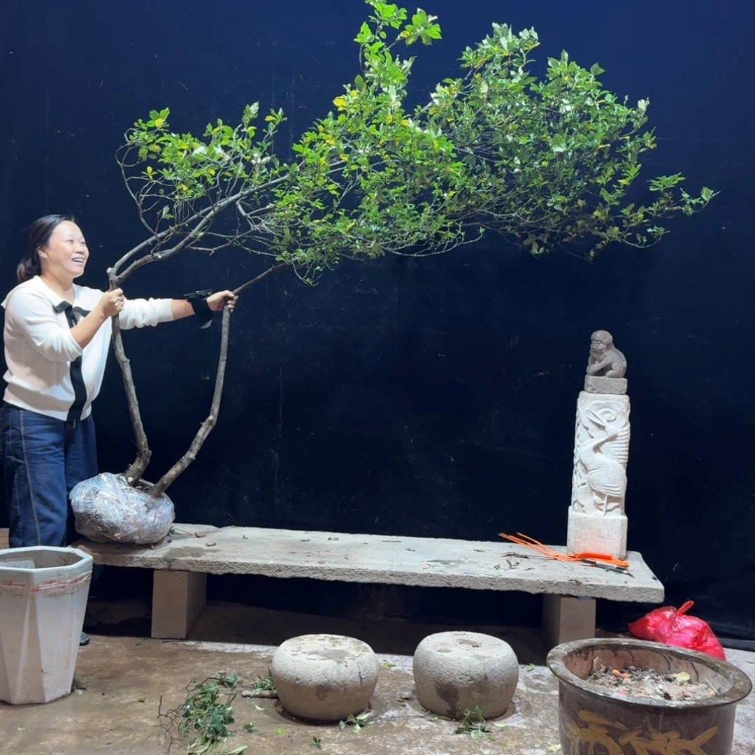 森***儿完全开放栀子花造型树一物一拍