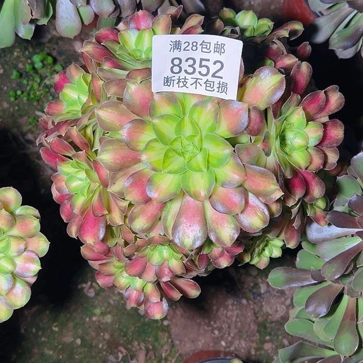 8352韶华多肉植物