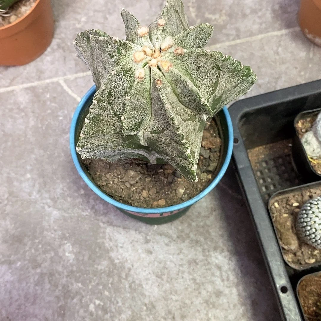 想***里一物一拍一棵仙人球