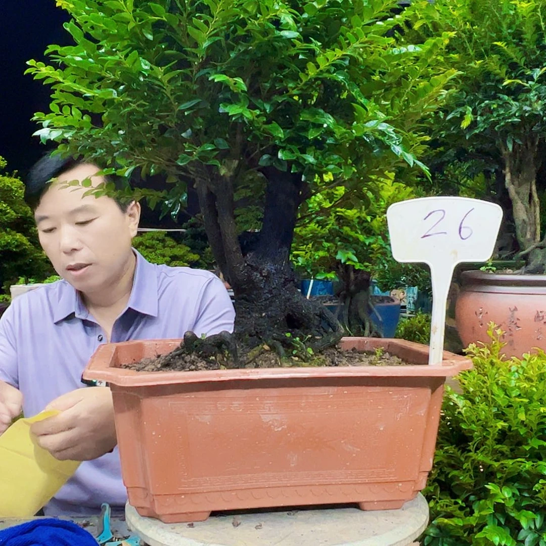 无花朵风****虹12345678