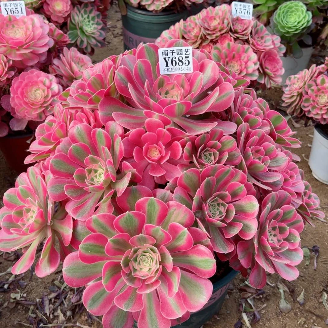 雨*685大女巫尺寸40左右