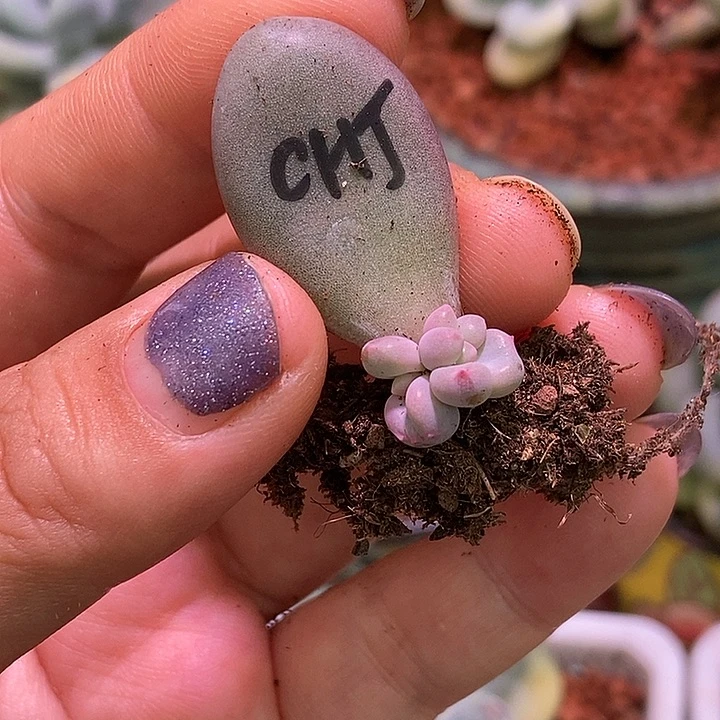 彩虹奶酪锦基因多肉植物