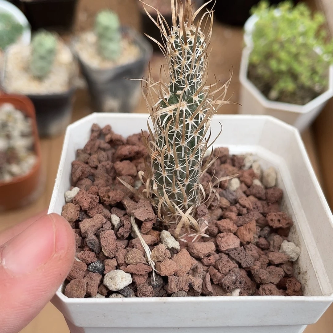 897月之童子（满18元包邮）