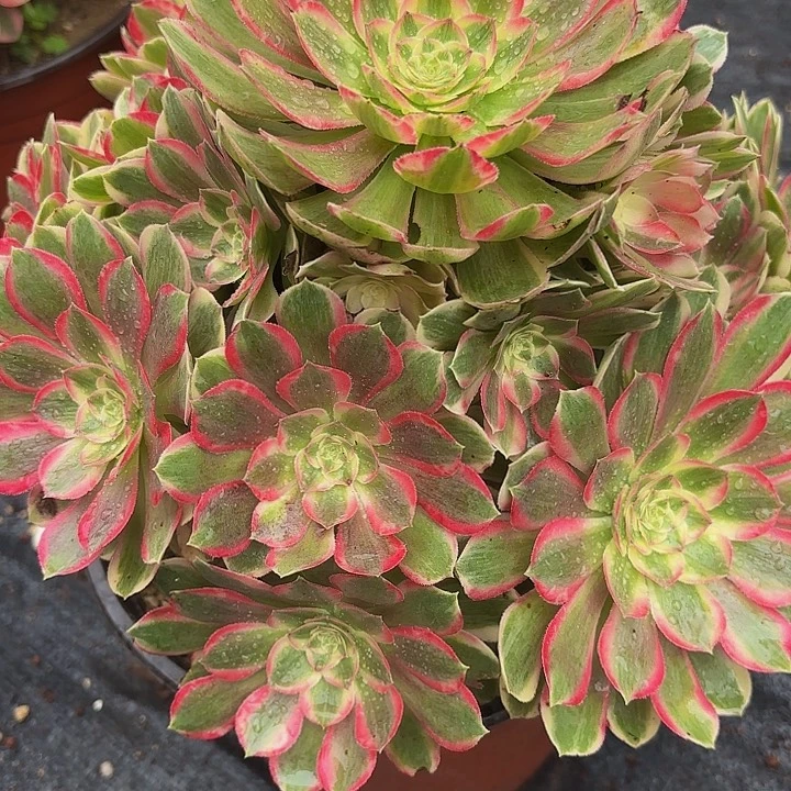 多肉植物福利来444个