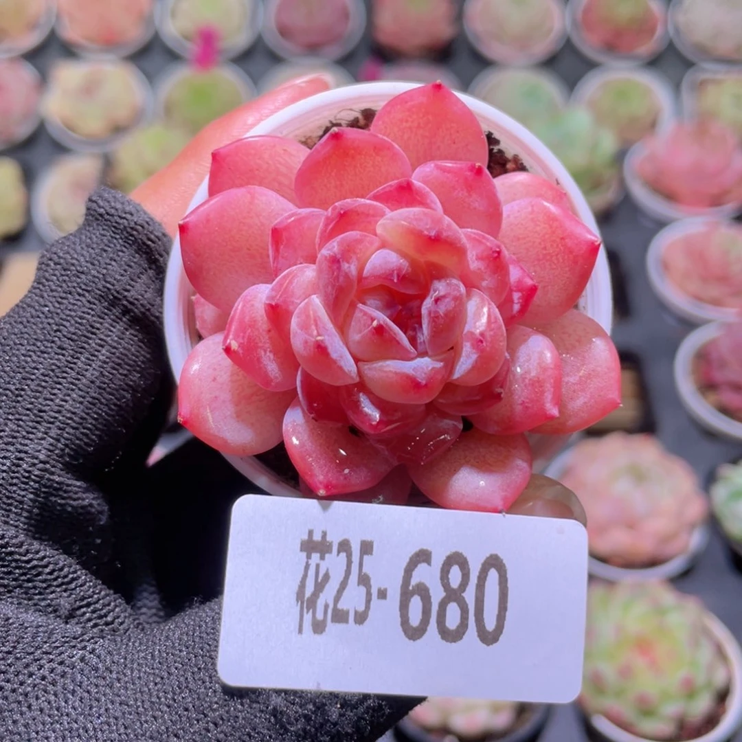花利美25-680果汁