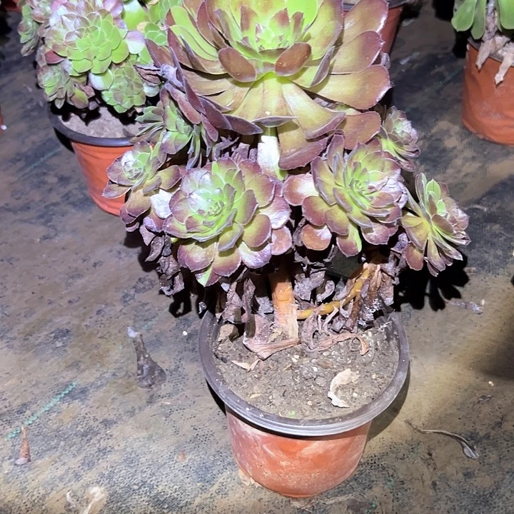 不售后法师一物一拍67
