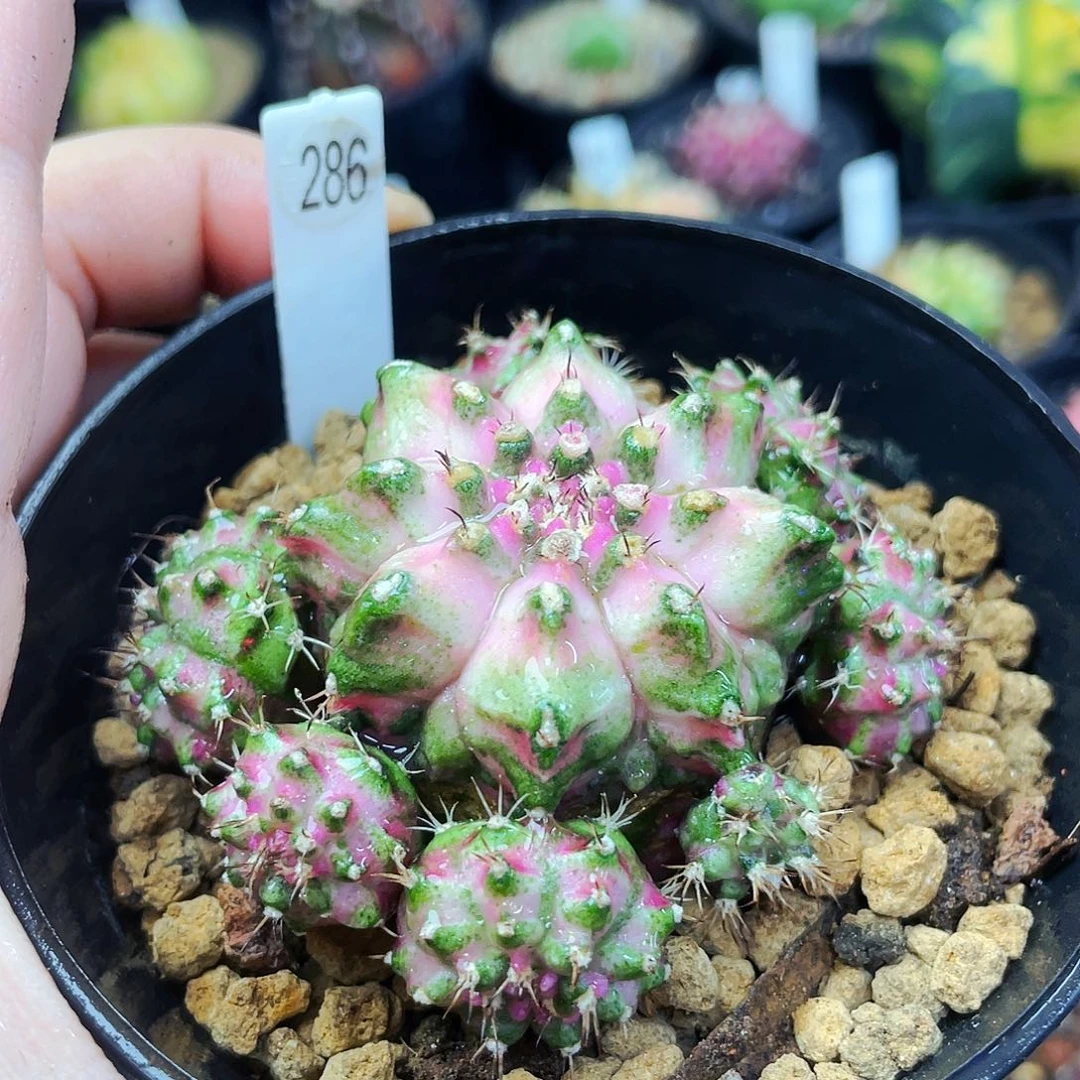 非偏远地区满25包邮仙人球裸根