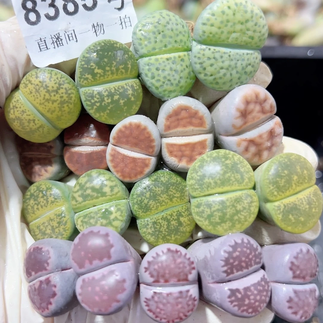 8385 好养易活生石花大母本19个