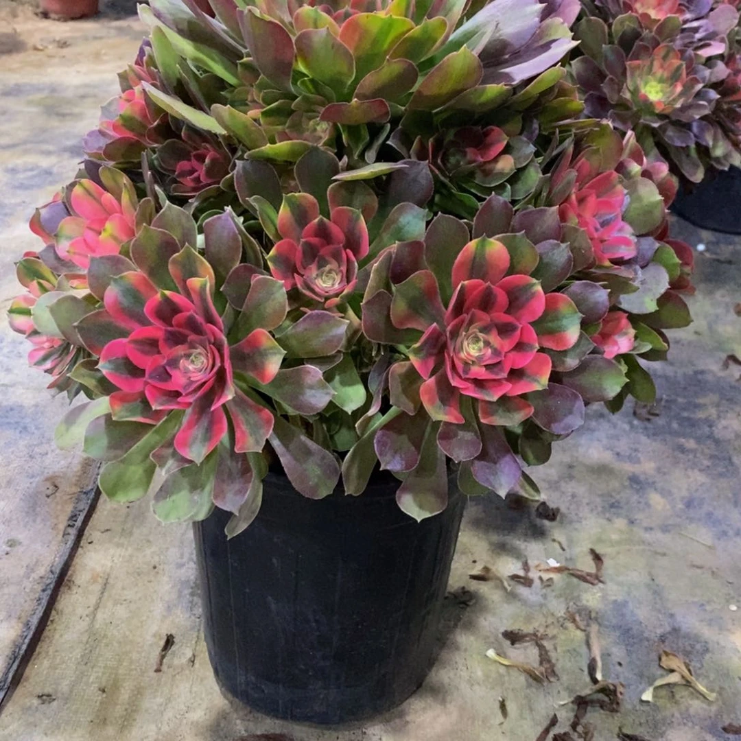 ?****?521雅典娜法师一棵