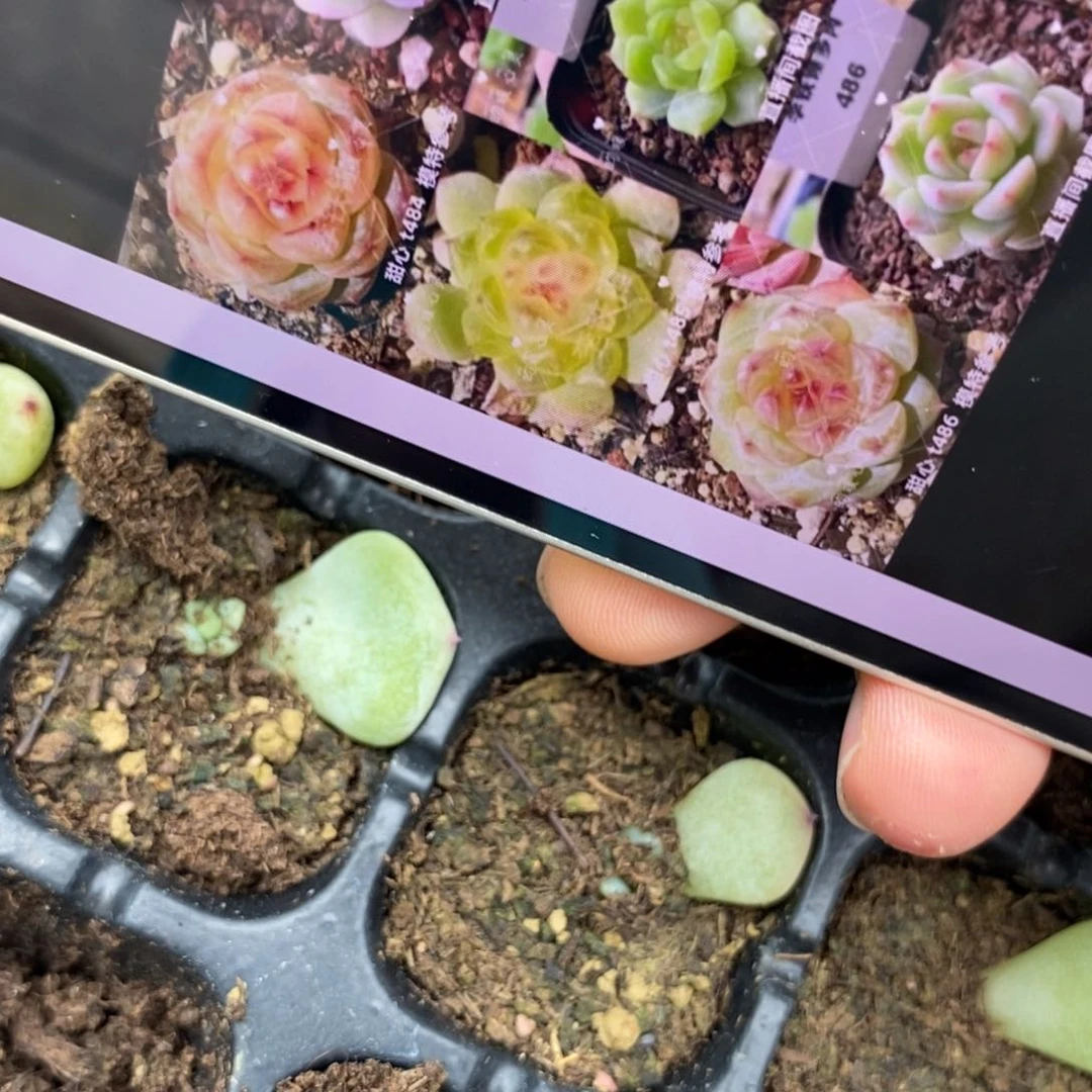 穴盘甜心485芽苗一个多肉