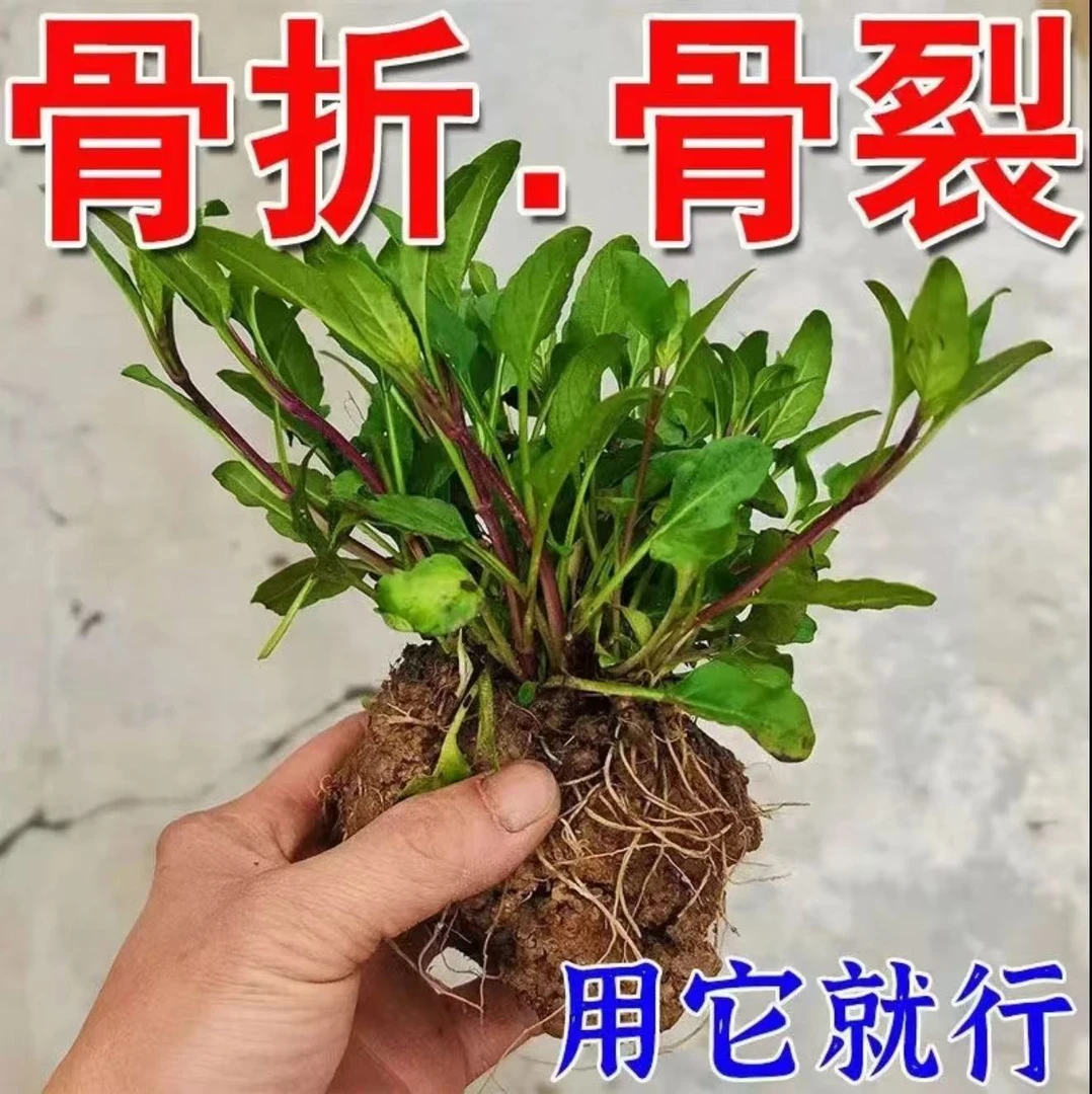 骨折骨裂接骨膏伤跌打损伤脚崴伤手腕扭伤肌肉韧带拉伤消肿止痛膏