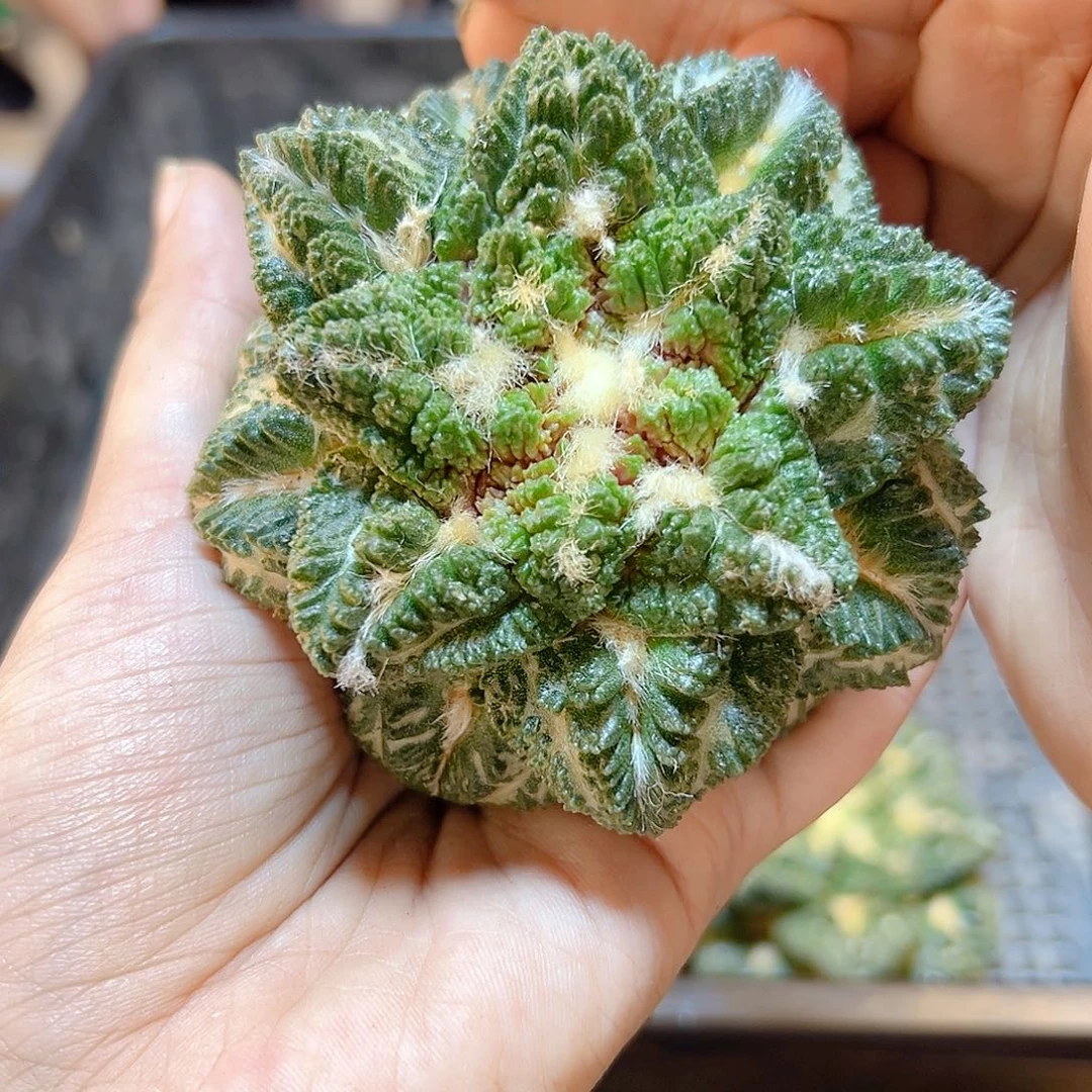 苗接哥斯拉龟甲牡丹无根7.8公分