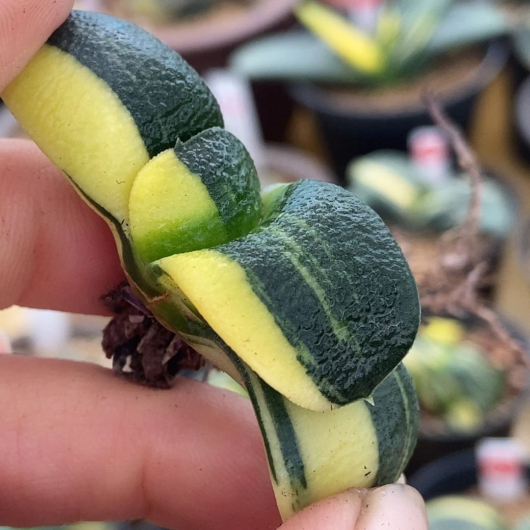 576卧牛实生锦军配带盆发货