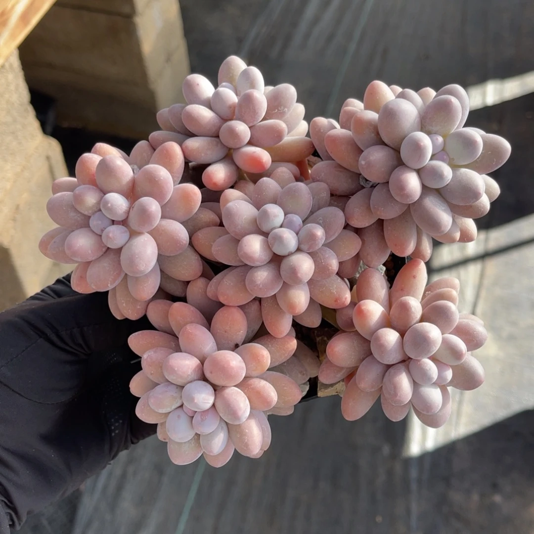 大叶汤圆一物一拍