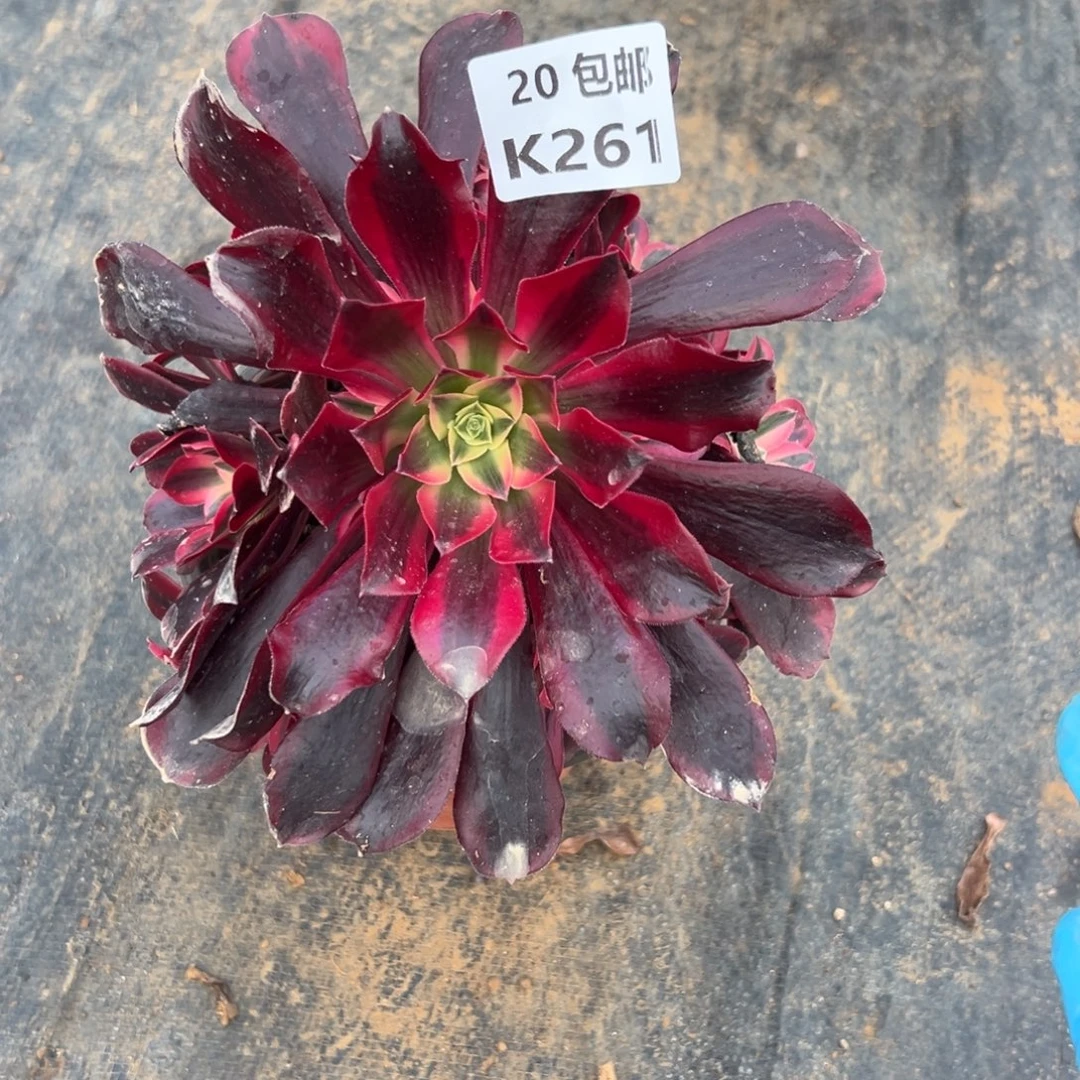 261美杜莎，满20包邮