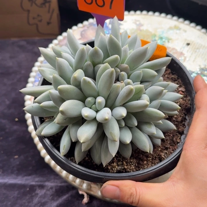 多肉植物哥特群587