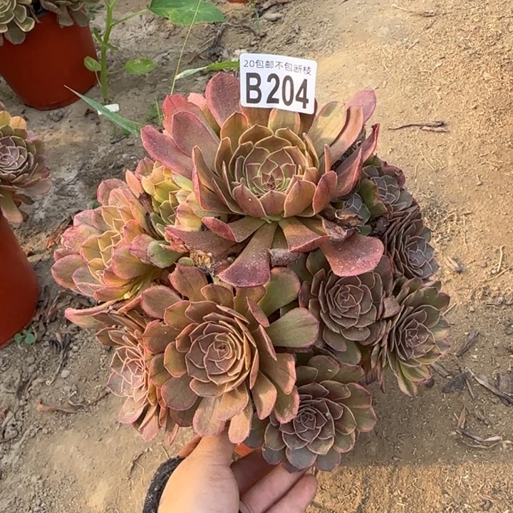 半夏……多肉植物……