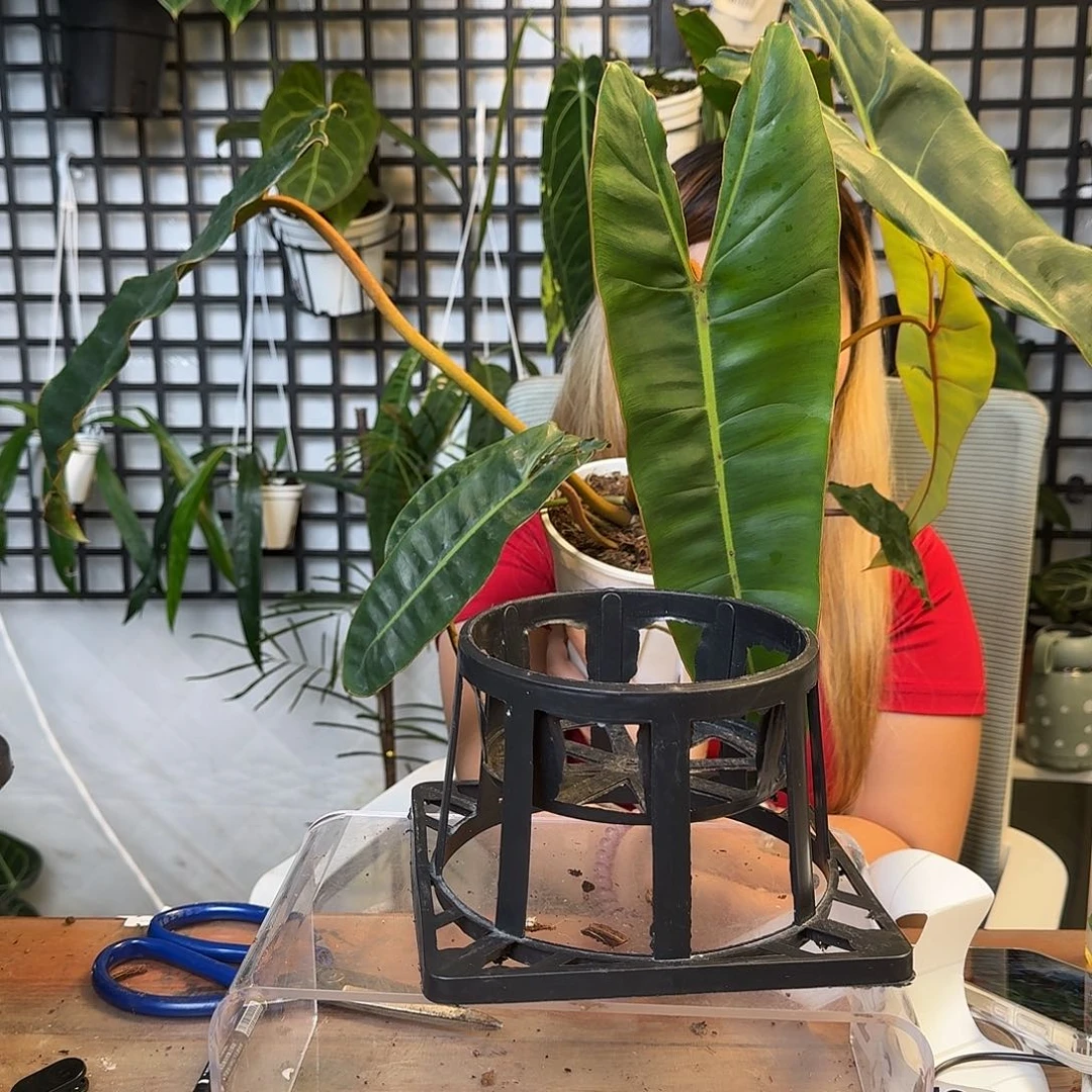 无花朵T****）一物一拍F70