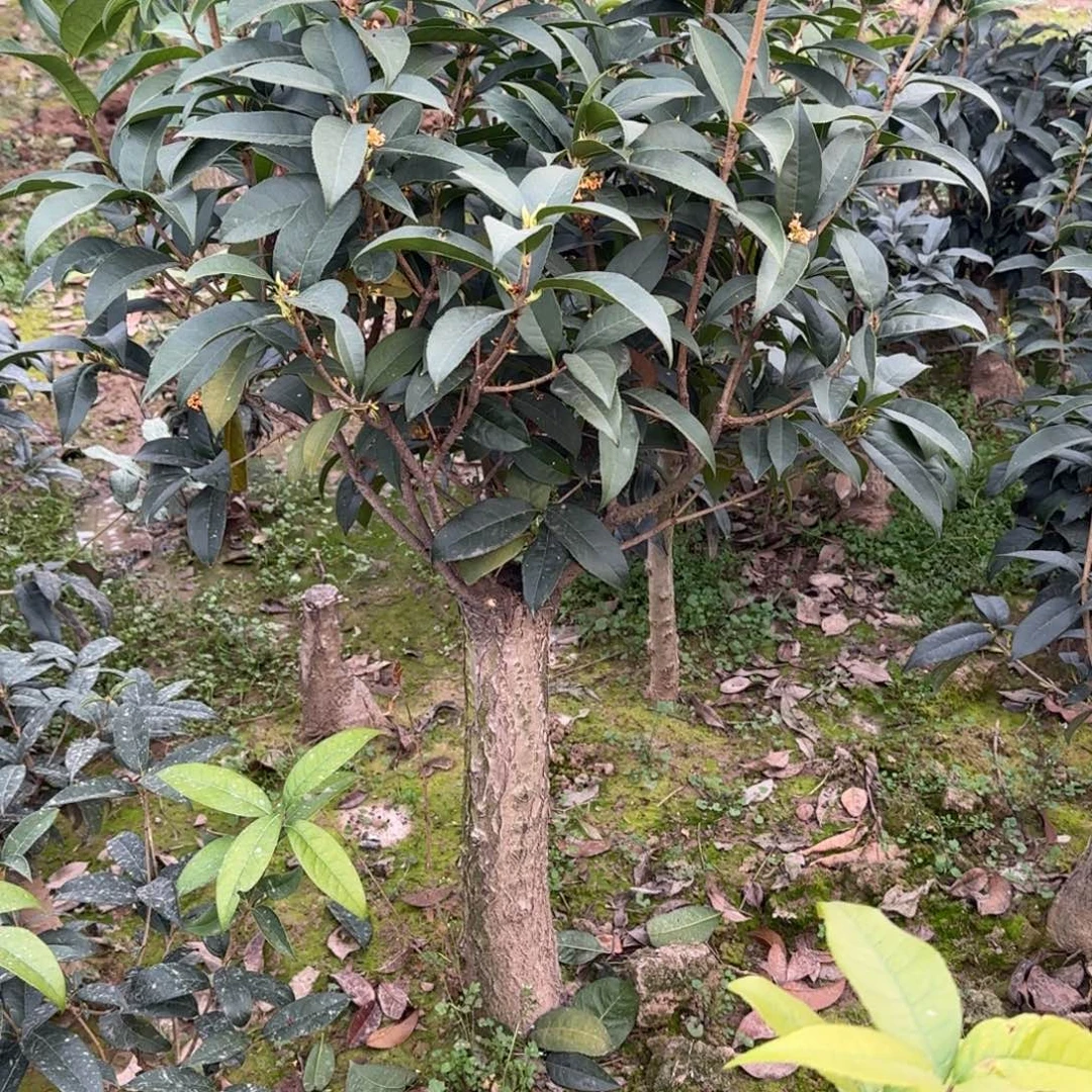 龙***舞无花朵桂花。四季桂系列