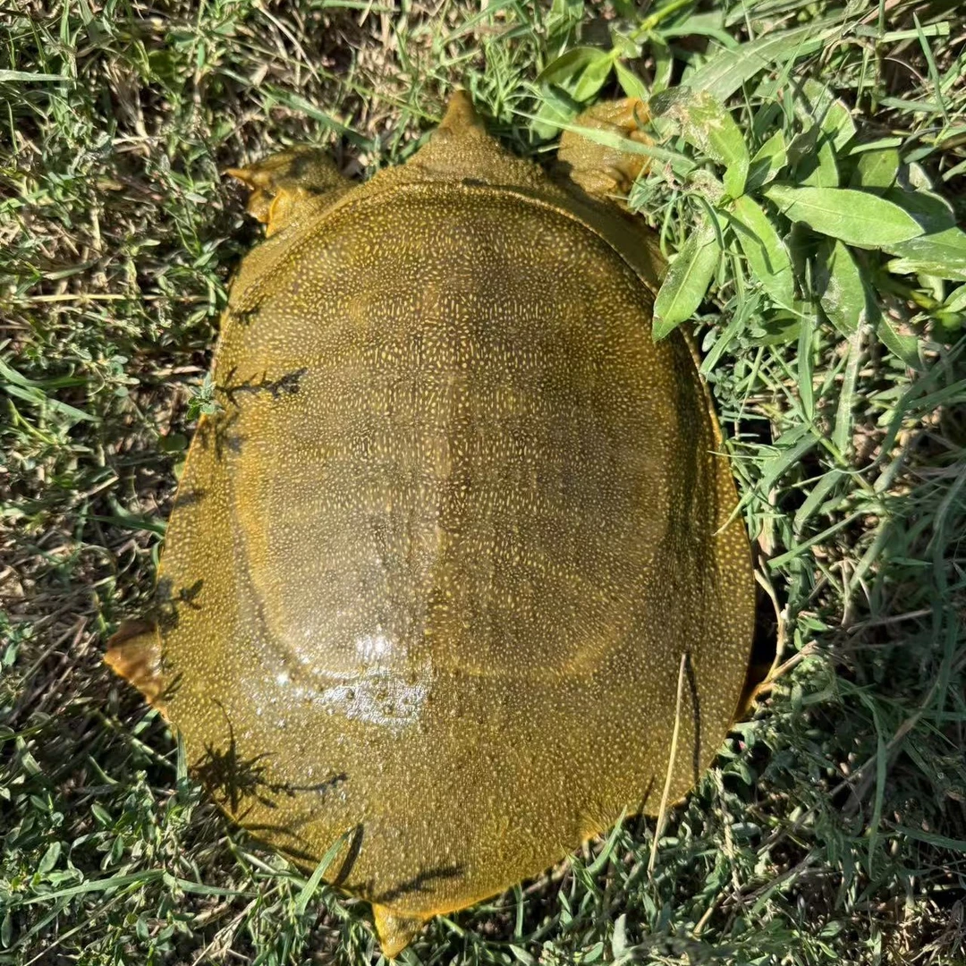 生态外塘甲鱼青黄背 4只5-6斤 顺丰包邮 包活