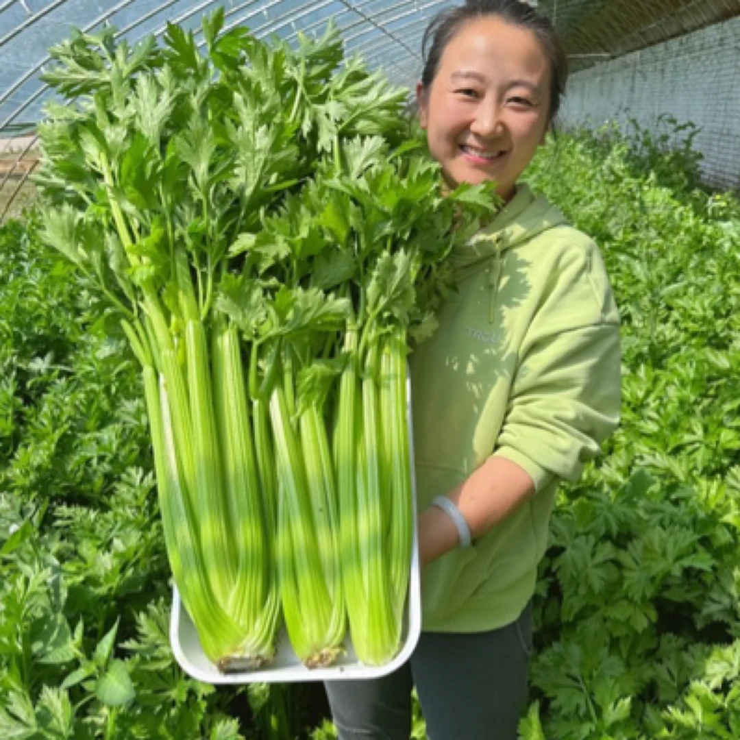 【众旺农场】大西芹荷兰芹拍3斤发5斤（±2两）顺丰包邮绿色蔬菜西芹