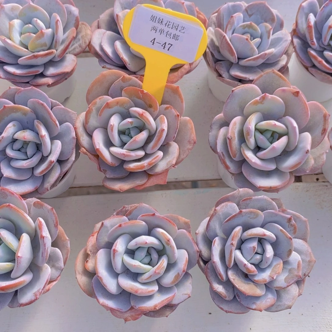 4-47-韩版小老桩奶茶单头一个