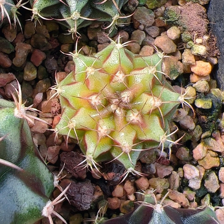 当前无花栽培后可以开花