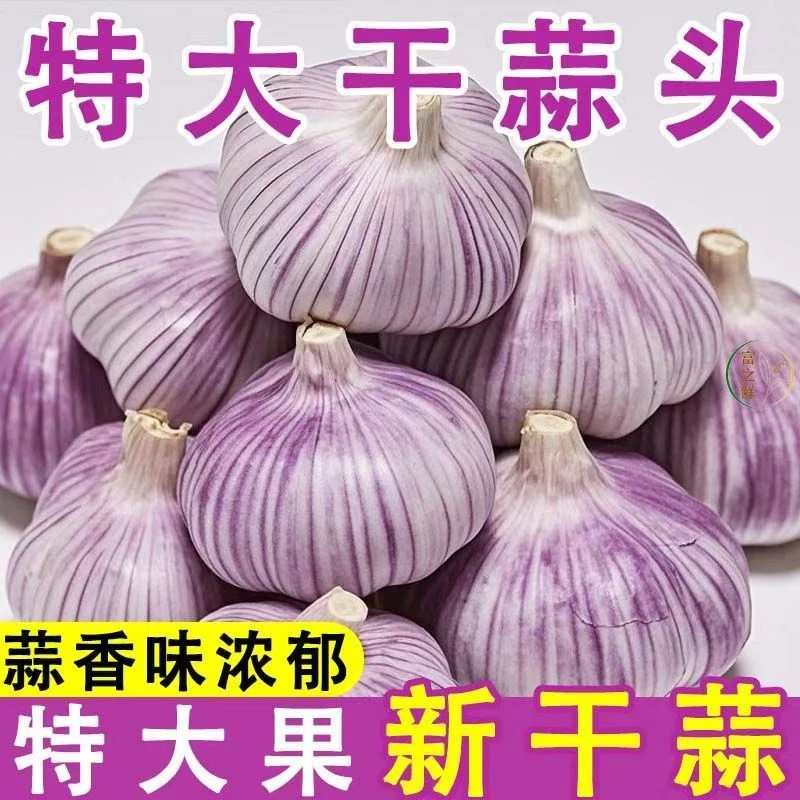 【涛涛助农】新鲜干蒜紫白皮大蒜紫皮干蒜头农家种植3斤大果