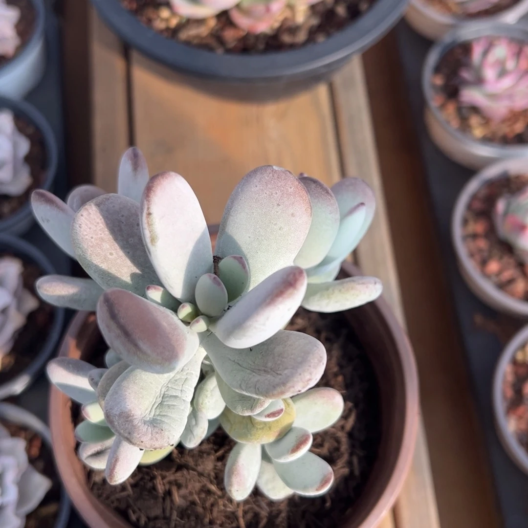 乒乓福娘，福利多多！