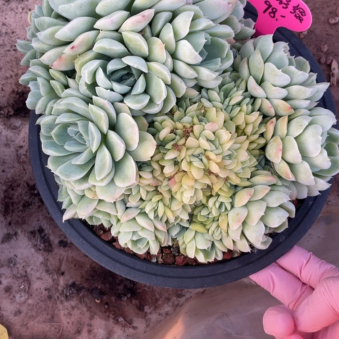 白月影缀化，冠幅约20cm