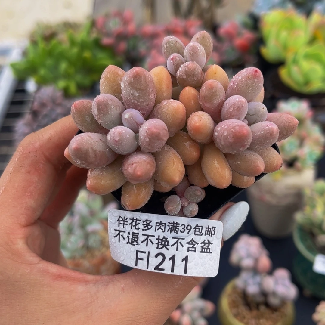 211-黄金香水手指奶酪多肉5cm